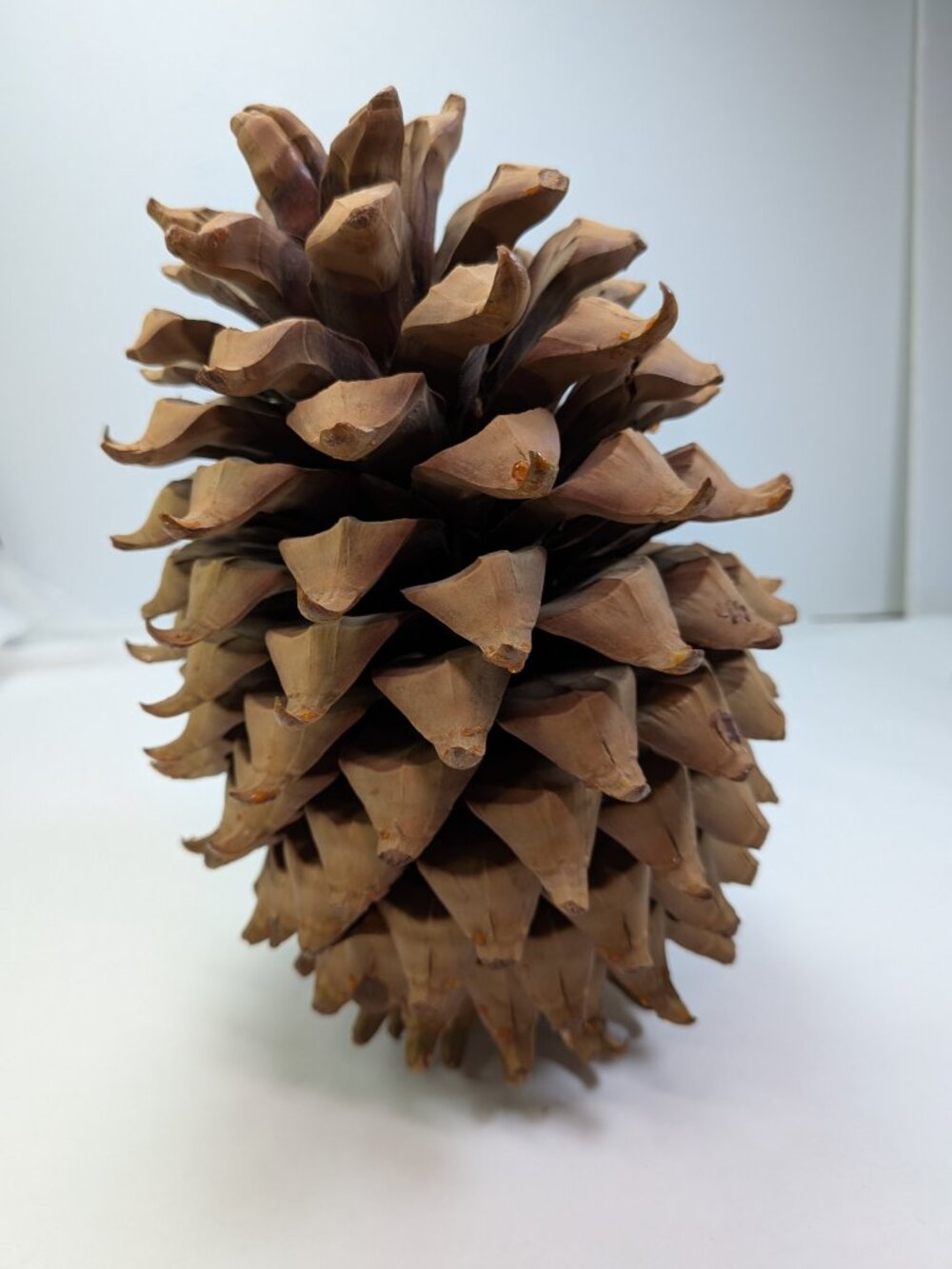 Giant Coulter Pine Cone 9.5" Vintage Natural Widowmaker Bigcone Decor RARE